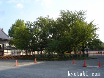 西本願寺逆さ銀杏